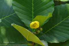 Dillenia suffruticosa